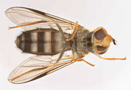 Image of Leucozona glaucia (Linnaeus 1758)