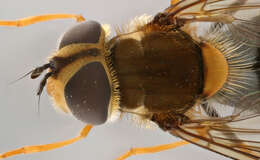 Image of Leucozona glaucia (Linnaeus 1758)