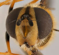 Image of Leucozona glaucia (Linnaeus 1758)