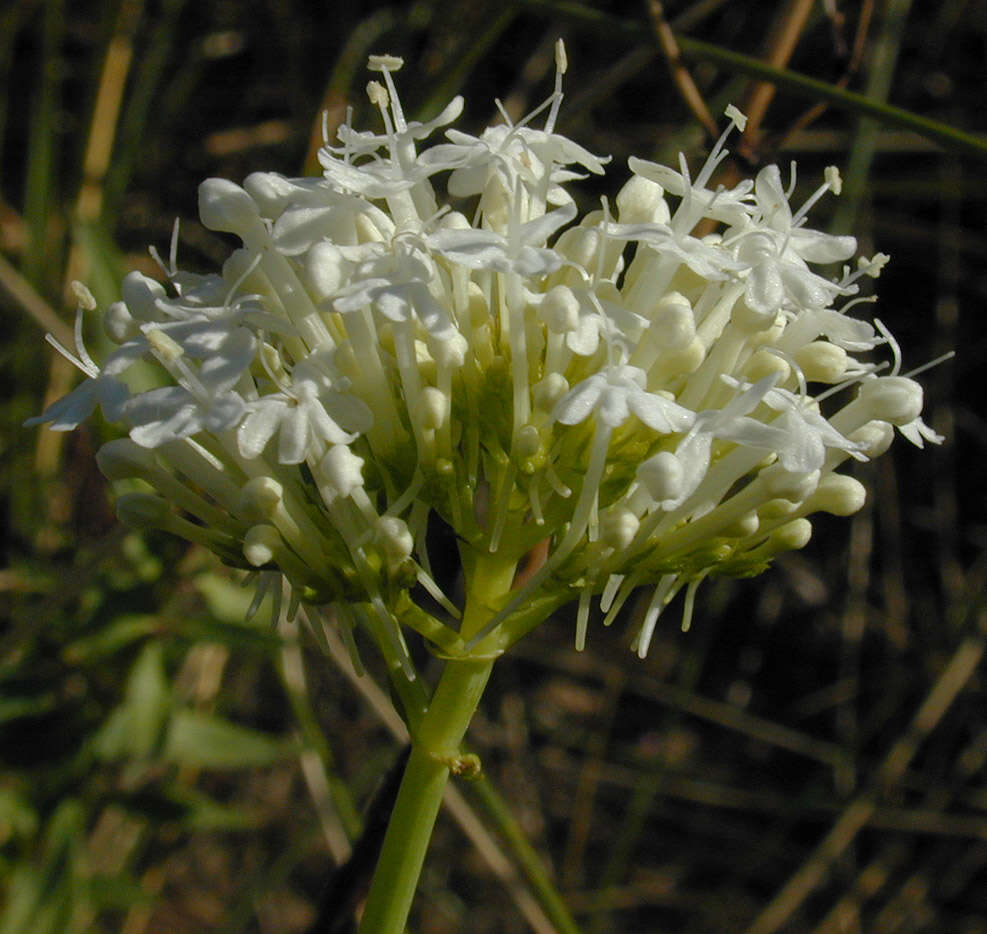 Image of Red Valerian