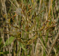 Image of Red Valerian