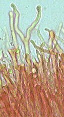 Image of Calocera viscosa (Pers.) Fr. 1821