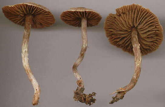 Image of Cortinarius flexipes (Pers.) Fr. 1838