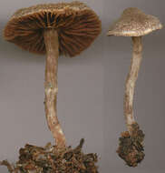 Image of Cortinarius flexipes (Pers.) Fr. 1838