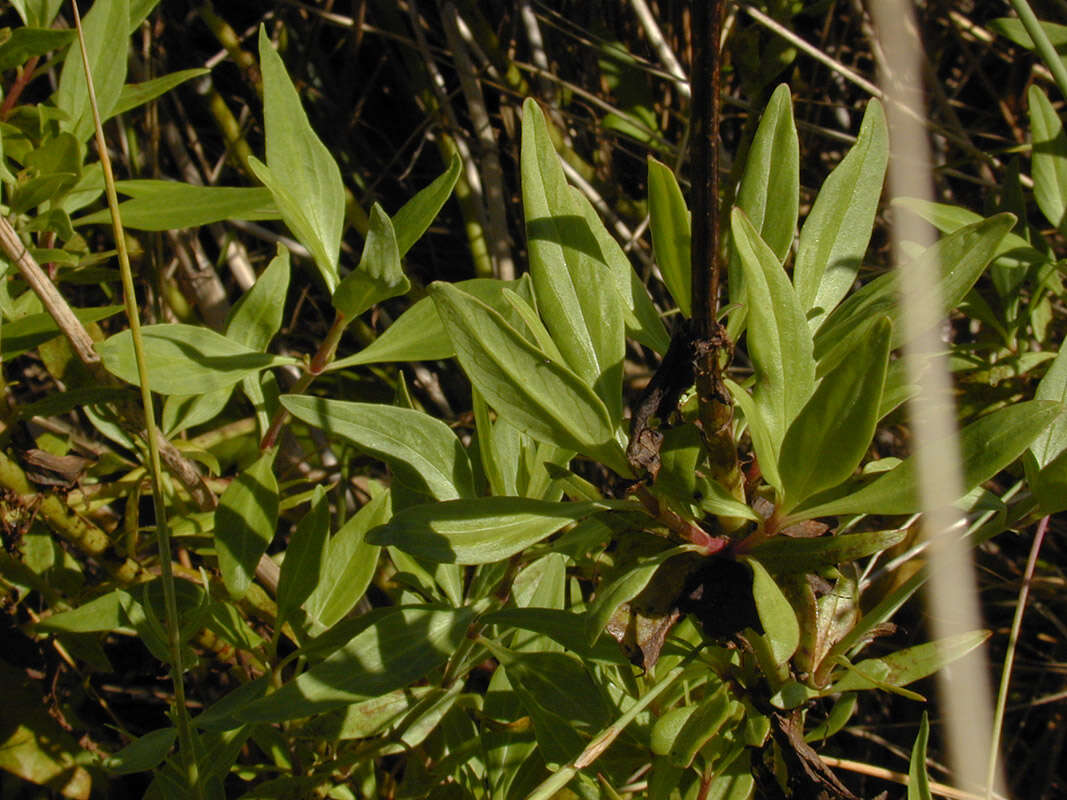 Image of Red Valerian