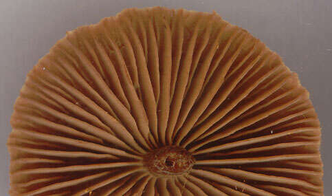 Image of Cortinarius flexipes (Pers.) Fr. 1838