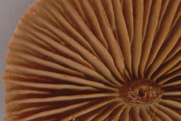 Image of Cortinarius flexipes (Pers.) Fr. 1838