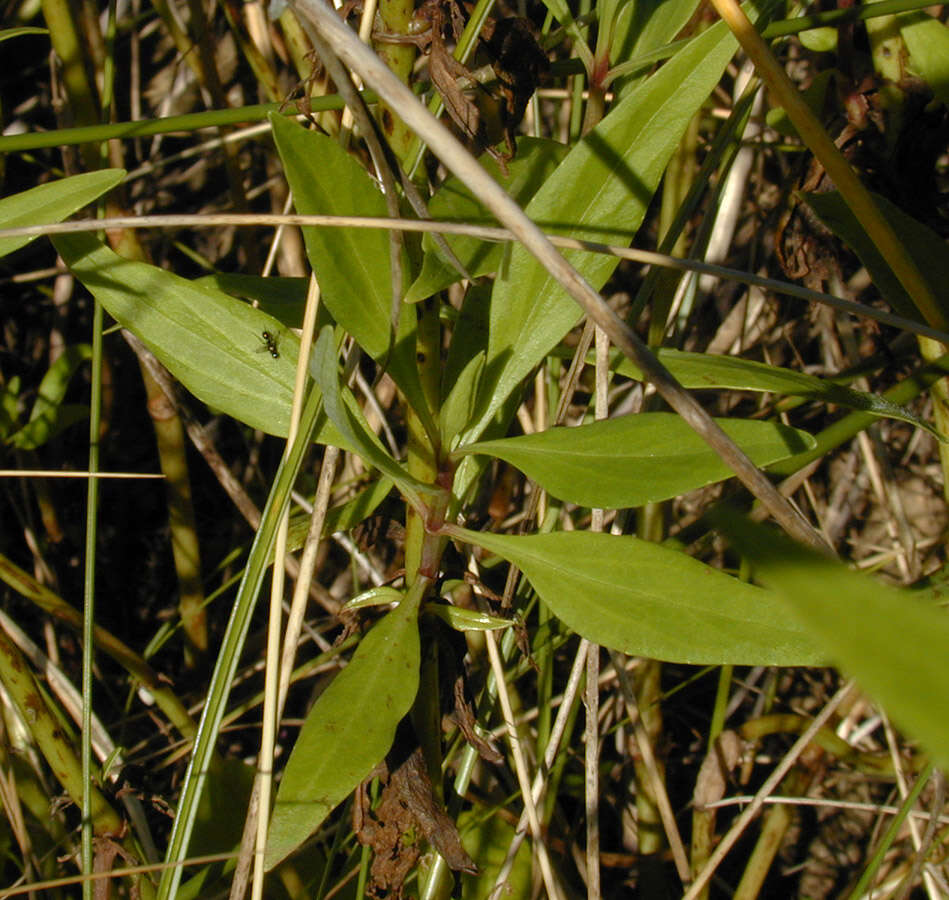 Image of Red Valerian