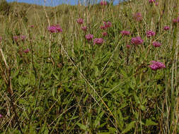 Image of Red Valerian