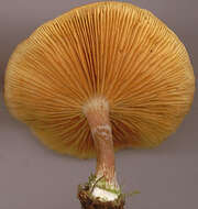 Image of Gymnopilus hybridus (Gillet) Maire 1933