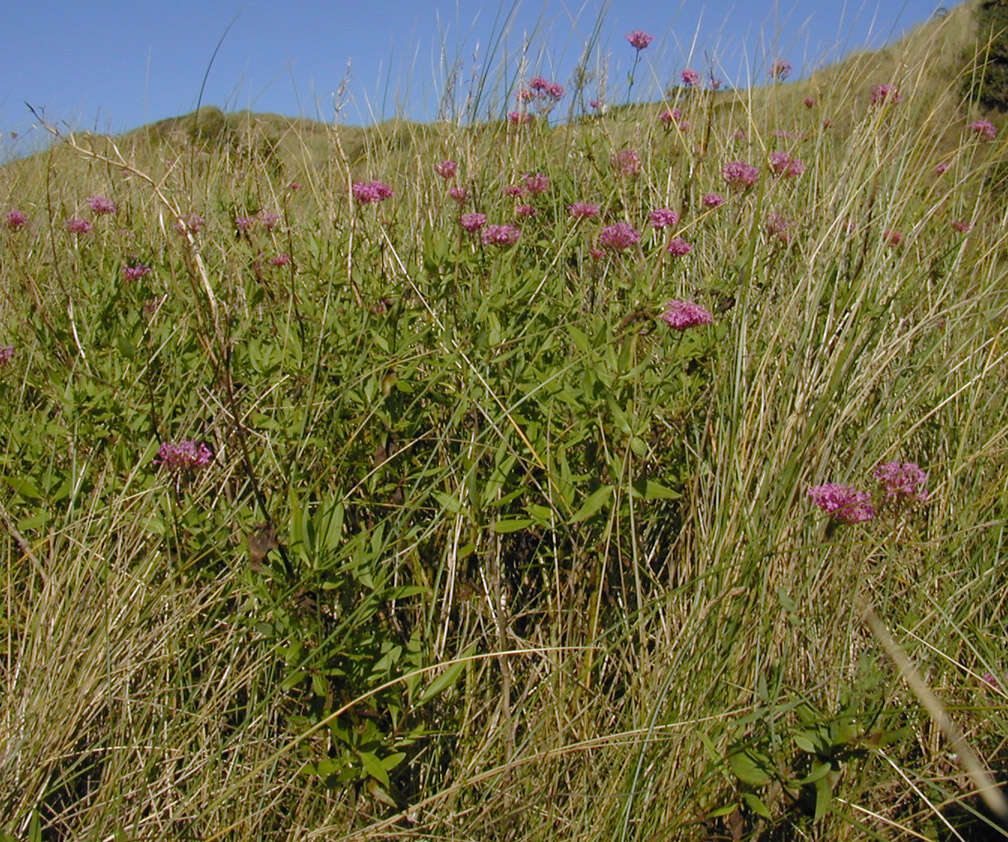 Image of Red Valerian