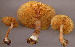 Image de Gymnopilus hybridus (Gillet) Maire 1933