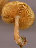 Image de Gymnopilus hybridus (Gillet) Maire 1933