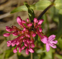 Image of Red Valerian