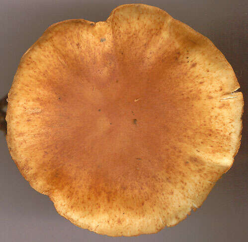 Image de Gymnopilus hybridus (Gillet) Maire 1933