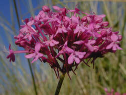 Image of Red Valerian