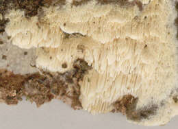 Image of Schizopora paradoxa (Schrad.) Donk 1967