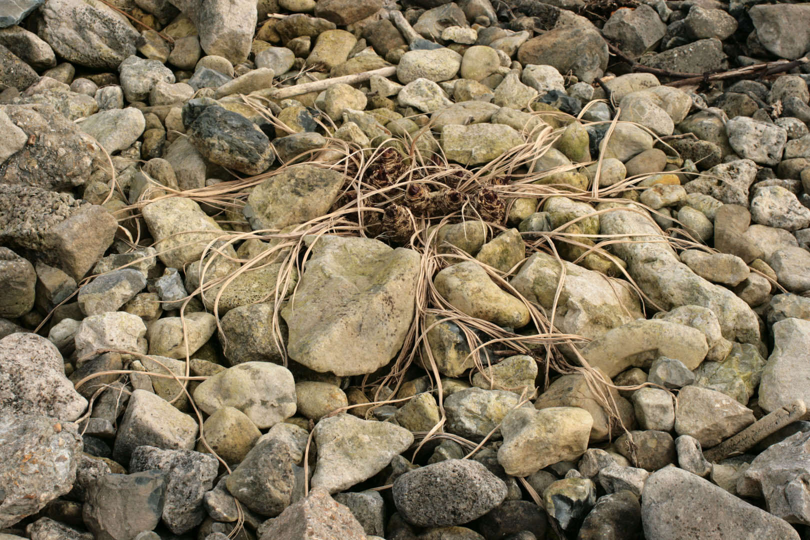 Image of sea kale