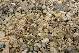 Image of sea kale