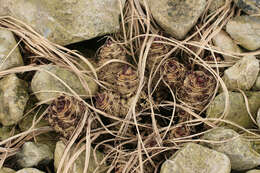 Image of sea kale