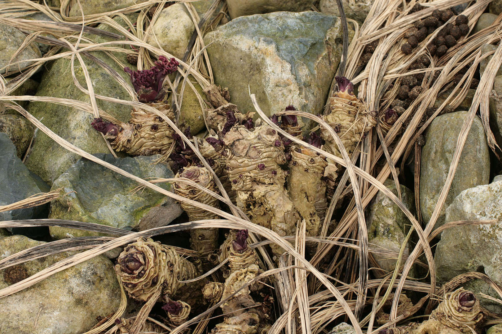 Image of sea kale