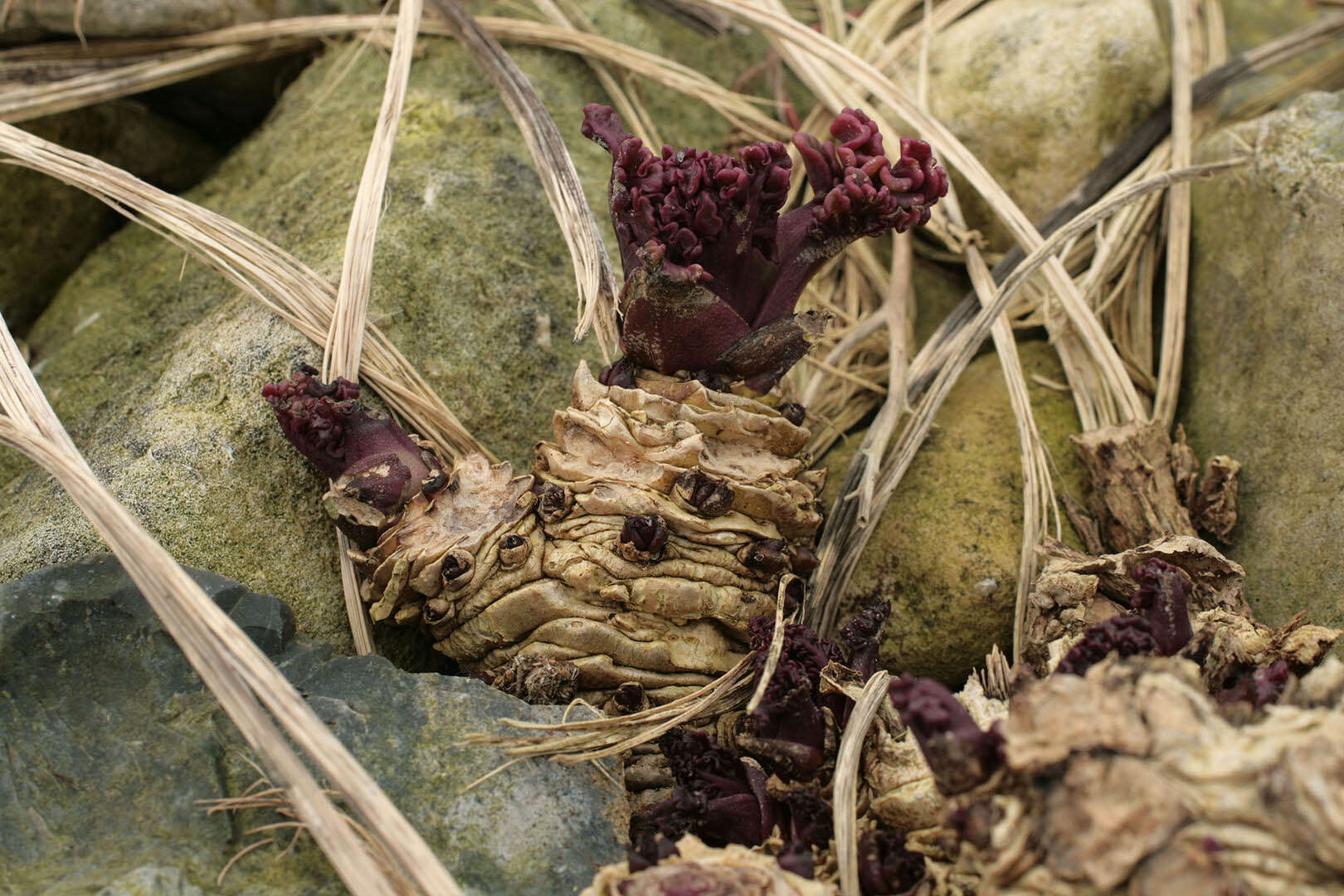 Image of sea kale