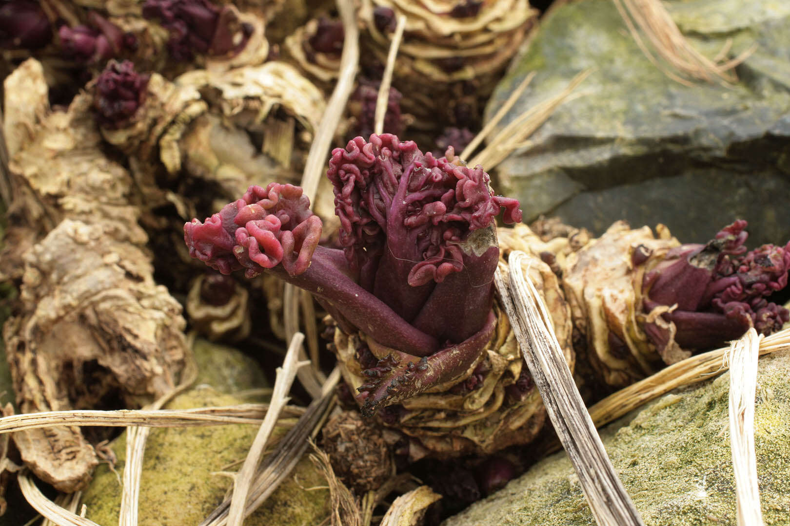 Image of sea kale