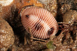 Image of European cowrie