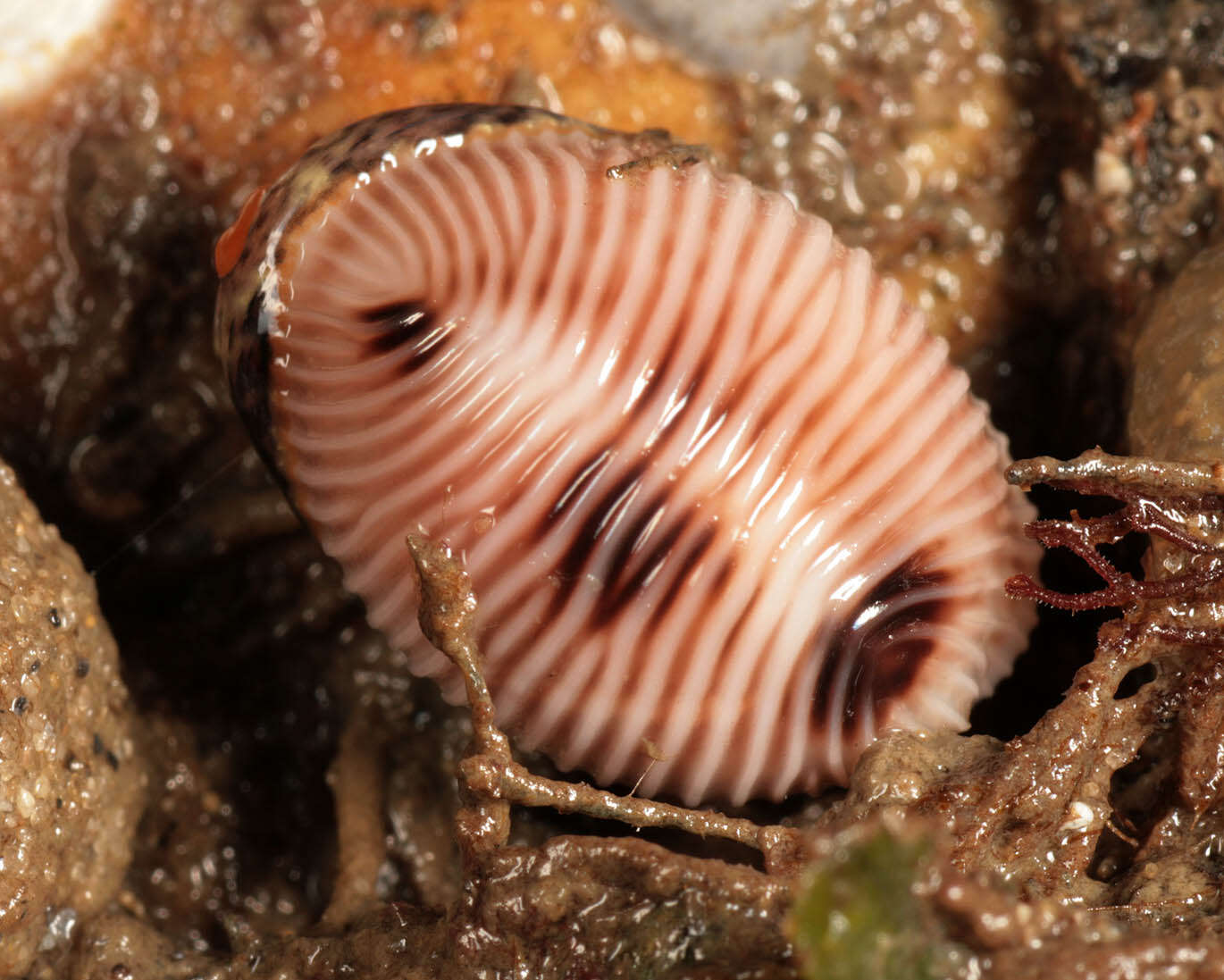 Image of European cowrie