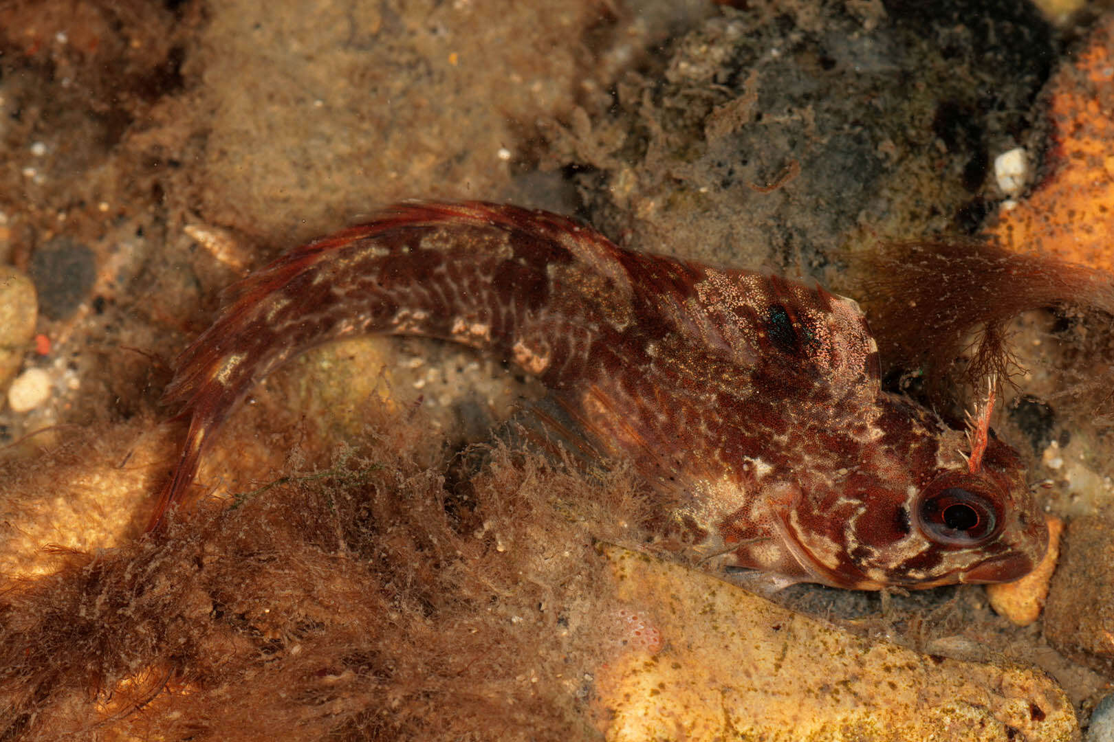 Image of Tompot Blenny