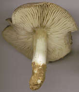 Imagem de Tricholoma portentosum (Fr.) Quél. 1873