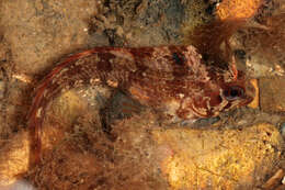 Image of Tompot Blenny