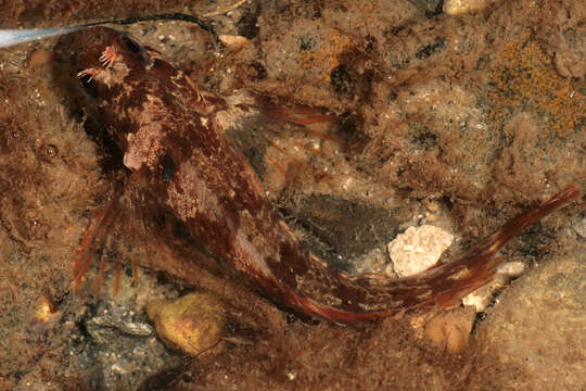 Image of Tompot Blenny