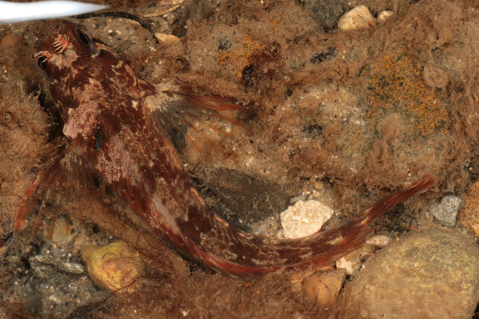 Image of Tompot Blenny