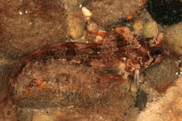 Image of Tompot Blenny