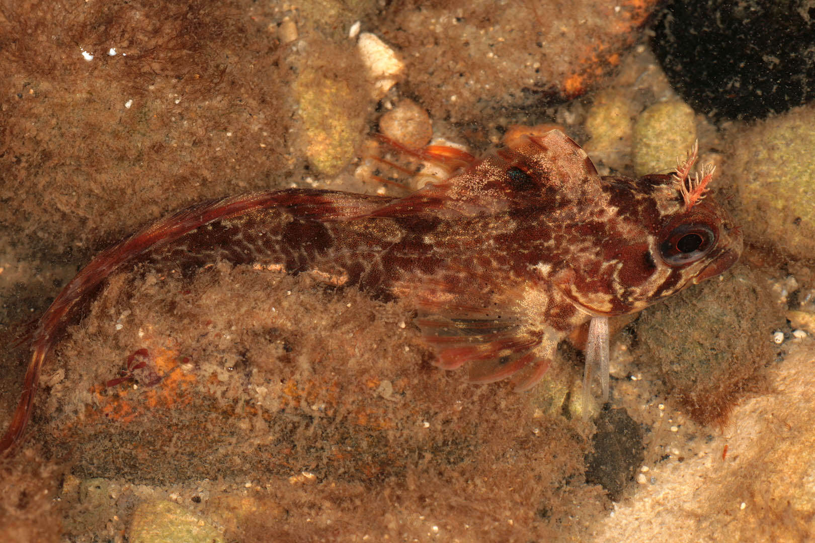 Image of Tompot Blenny