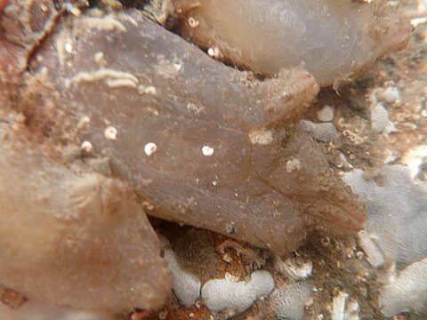 Image of hairy sea-squirt