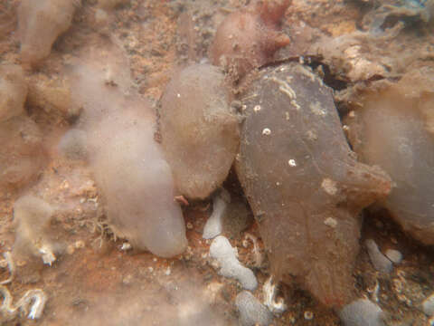 Image of hairy sea-squirt