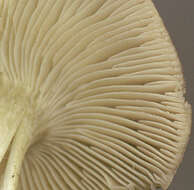 Imagem de Tricholoma portentosum (Fr.) Quél. 1873