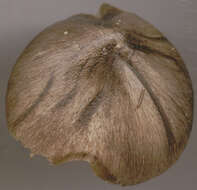 Imagem de Tricholoma portentosum (Fr.) Quél. 1873