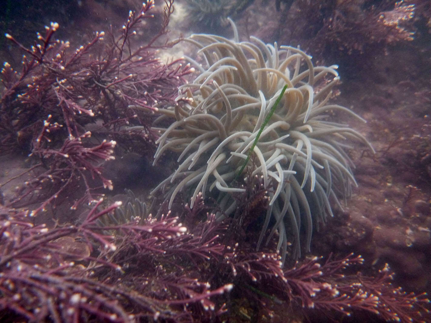 Image of Snakelocks anemone