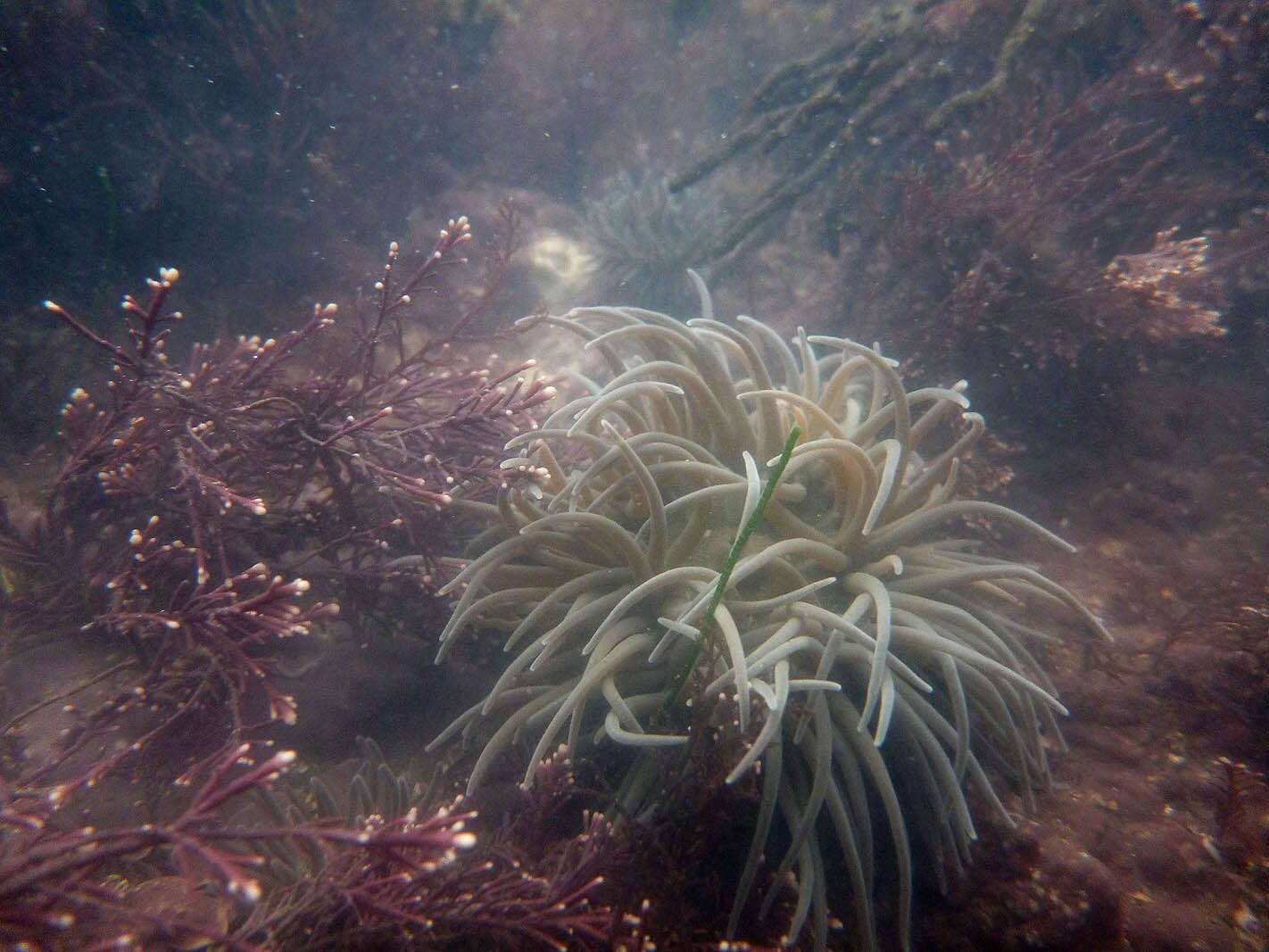 Image of Snakelocks anemone