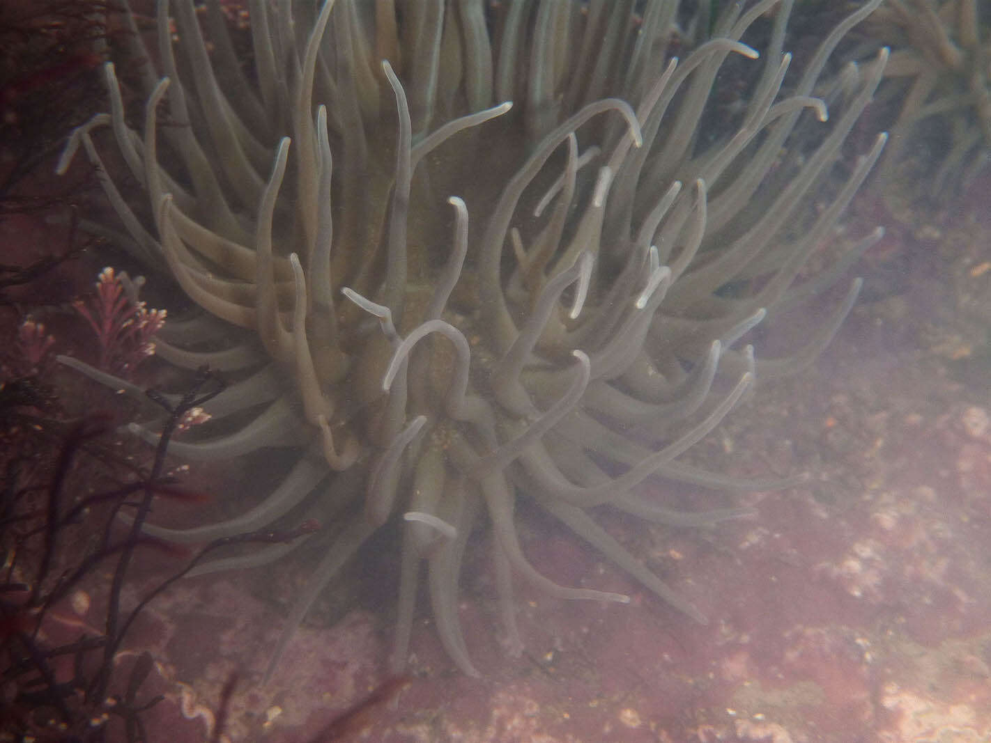 Image of Snakelocks anemone