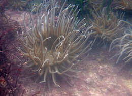 Image of Snakelocks anemone