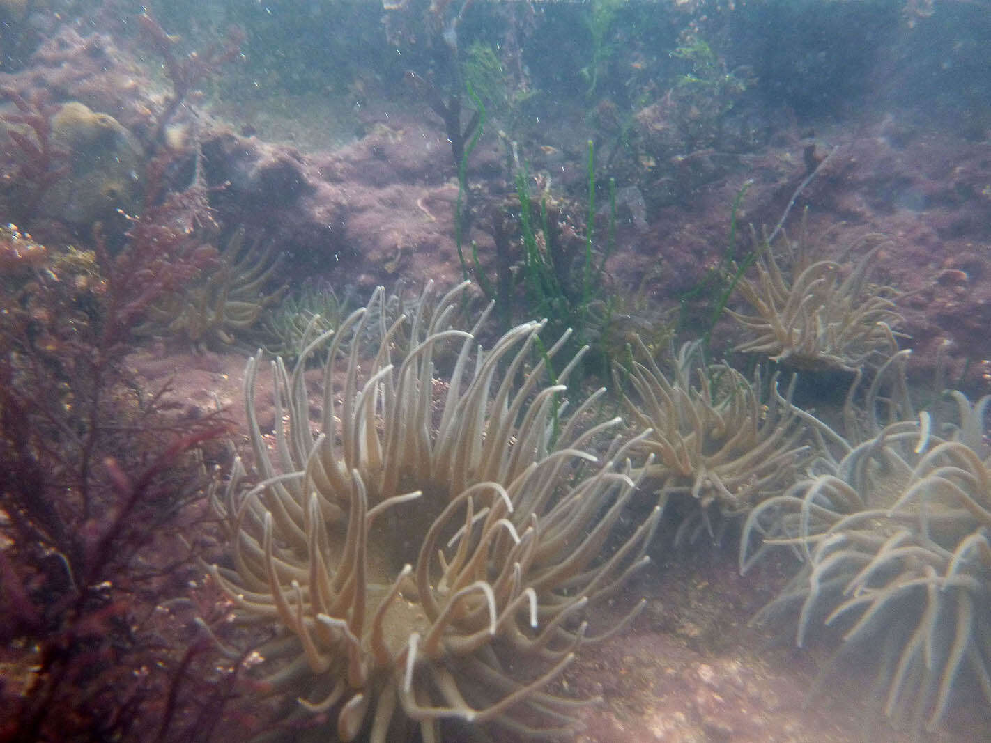 Image de anémone de mer verte