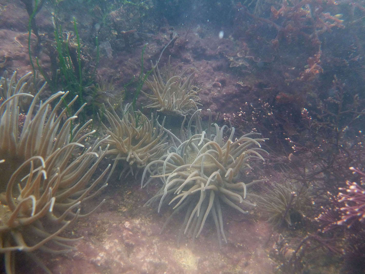 Image de anémone de mer verte