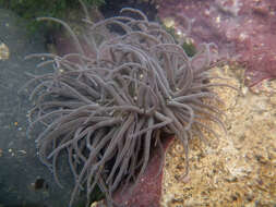 Image of Snakelocks anemone