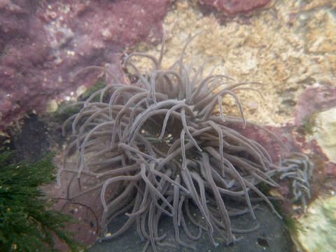 Image of Snakelocks anemone