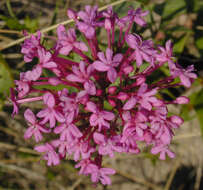 Image of Red Valerian