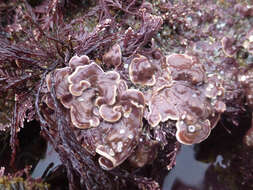 Image of Mesophyllum lichenoides